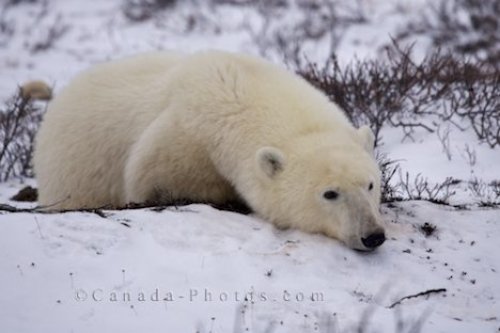 Photo: Polar Bear Time Out Winter Landscape Churchill