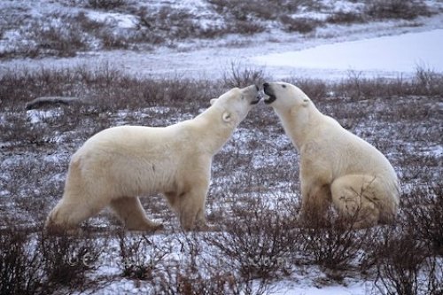 Photo: Polar Bears Tour Manitoba
