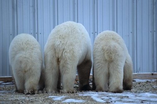 Photo: Polar Bear Trio Manitoba