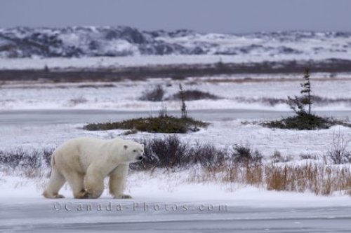 Photo: Polar Bear Walking Across Frozen Tundra Churchill Manitoba