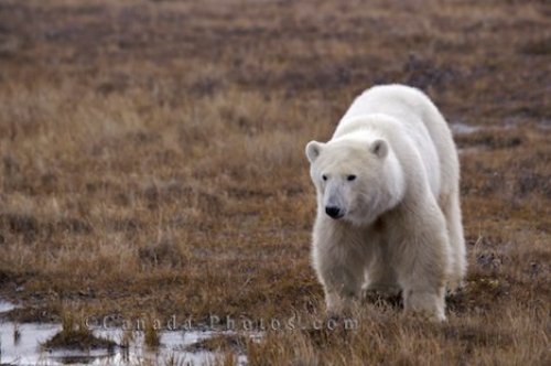 Photo: Polar Bear Watering Hole Churchill Wildlife Management Area