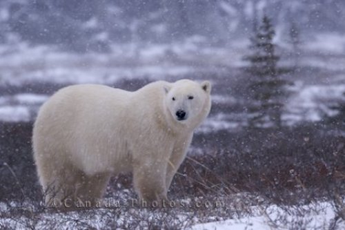 Photo: Polar Bear Winter Snow Storm Churchill Manitoba