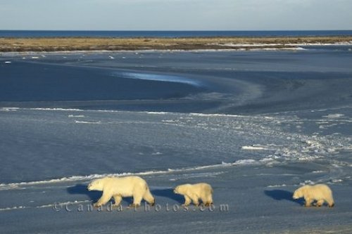 Photo: Polar Bears Nunavut