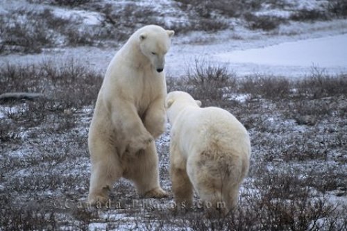 Photo: Polar Bears Sparring Churchill