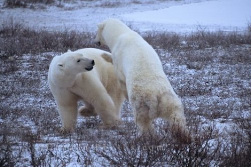 Photo: Polar Bears fighting Churchill