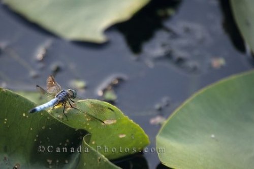 Photo: Pond Insect Algonquin Provincial Park