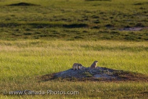 Photo: Cute Black Tailed Prairie Dogs