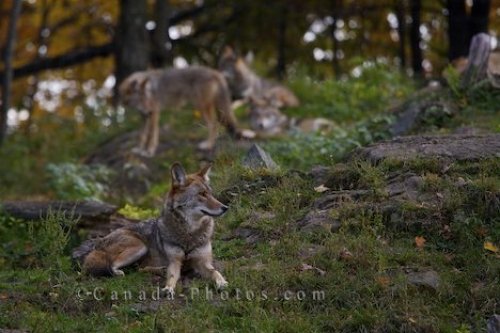 Photo: Prairie Wolves Coyotes Picture