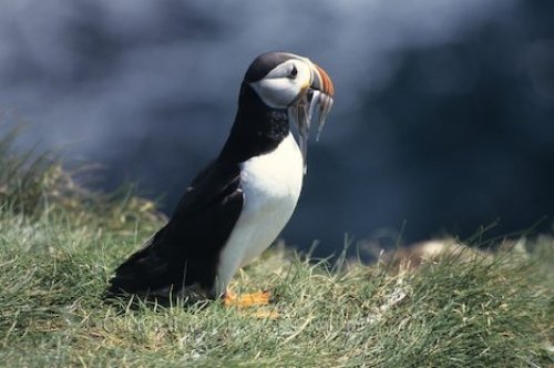 Photo: Puffin Pictures Fish