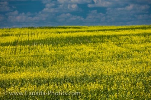 Photo: Qu Appelle Valley Canola Field Saskatchewan Canada