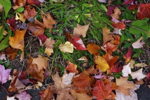 Photo: Quebec Fall Leaves La Mauricie National Park