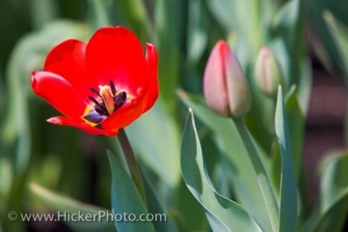 Photo: Red Tulip Bloom Parliament Hill Gardens Ottawa Ontario