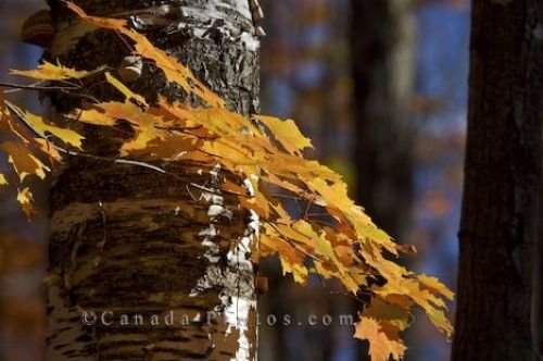 Photo: Rock Lake Autumn Leaves Algonquin Provincial Park