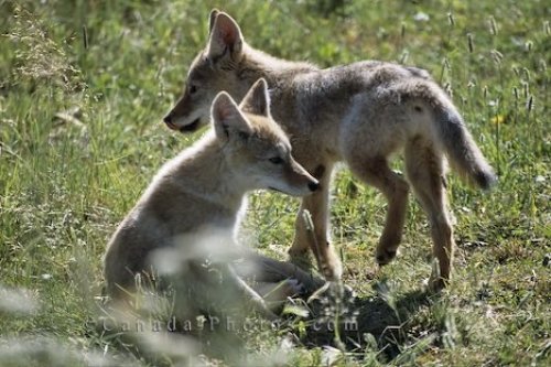 Photo: Cute Coyote Pups