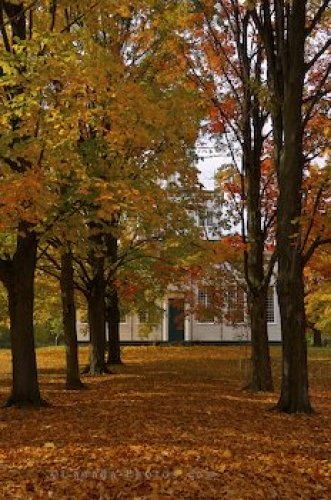 Photo: Scattered Leaves Sharon Temple Ontario