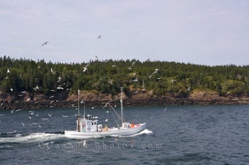 Photo: Seagulls Fishing Boat New Brunswick