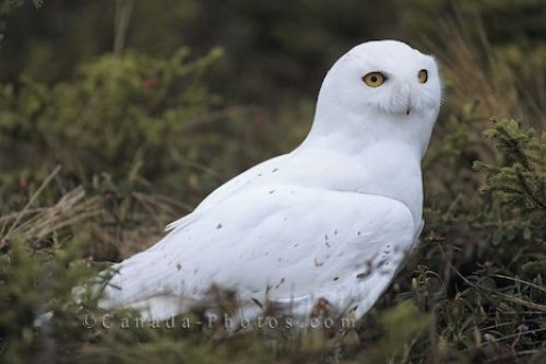 Photo: Snowy Owl Bird