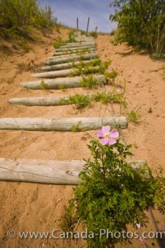 Photo: Spirit Sands Trail Pink Flowers Spruce Woods Provincial Park