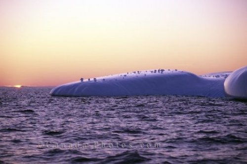 Photo: Sunsets Icebergs Pictures