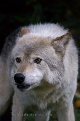 Photo: Timber Wolf Picture