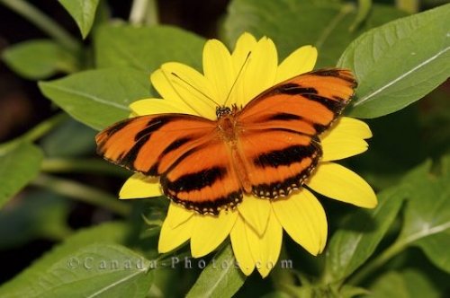 Photo: Tropical Butterfly With Yellow Flower Butterfly Pavilion Newfoundland