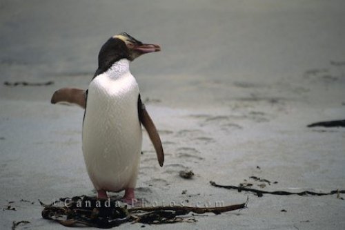 Photo: Waddling Yellow Eyed Penguin New Zealand