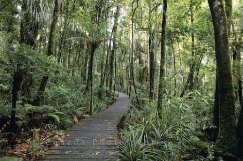 Photo: Waipoua Forest Boardwalk New Zealand