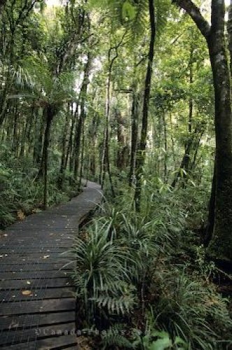 Photo: Waipoua Forest New Zealand