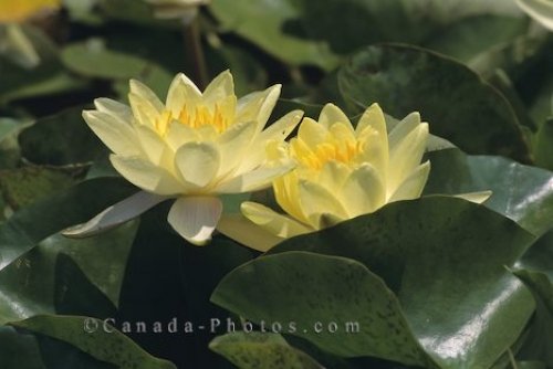 Photo: Water Lilies Picture