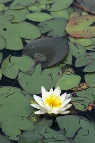 Photo: Water Lily
