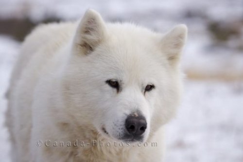 Photo: White Canadian Eskimo Dog Churchill Manitoba