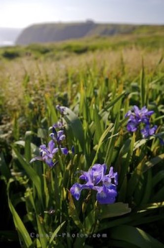 Photo: Wild Iris Flowers Newfoundland