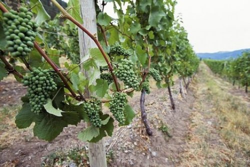 Photo: Wine Grapes Okanagan Valley