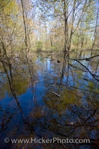 Photo: Woodland Trail Swamp Reflections Point Pelee National Park Ontario