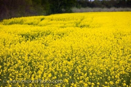 Photo: Yellow Canola Field Blue Mountain District Ontario
