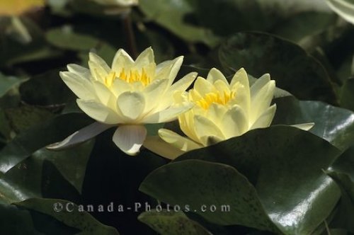 Photo: Yellow Water Roses Pond Ontario