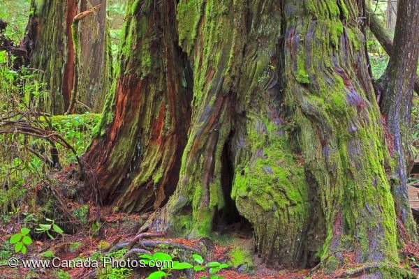 Photo: Big Cedar Tree Rainforest Pacific Rim National Park