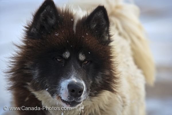 Photo: Arctic Canadian Eskimo Dog