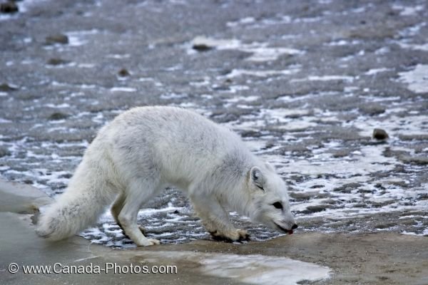 Photo: Arctic Fox Foraging Churchill Manitoba