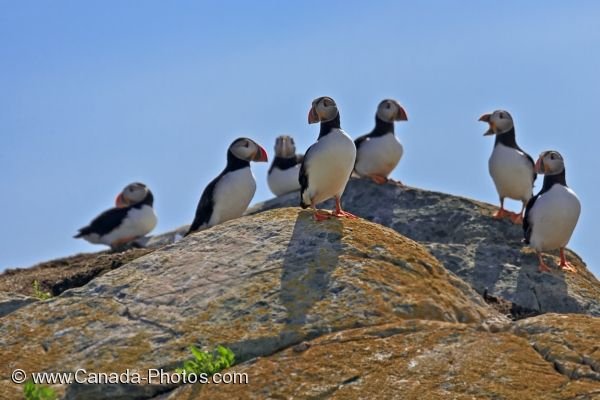 Photo: Atlantic Puffins Nesting Grounds Bird Island Newfoundland