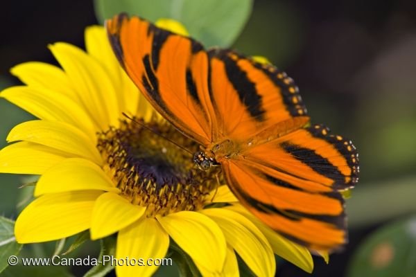 Photo: Colorful Tropical Butterfly Newfoundland Insectarium And Butterfly Pavilion