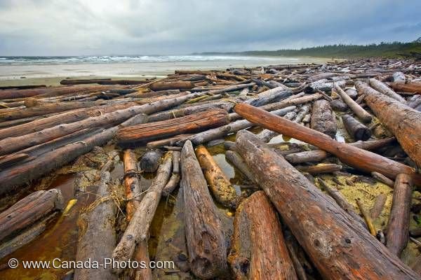 Photo: Driftwood Scenic Nature Beach Pacific Rim National Park