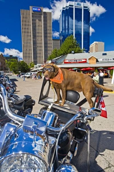 Photo: Motorcycle Dog Halifax Downtown Skyscrapers