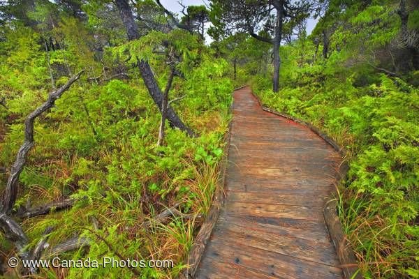 Photo: Nature Path Bog Trail Pacific Rim National Park Vancouver Island