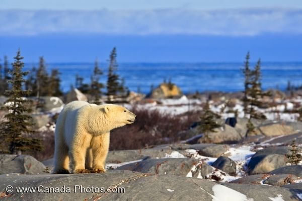 Photo: Polar Bear Hudson Bay Rocky Coastline Churchill Manitoba