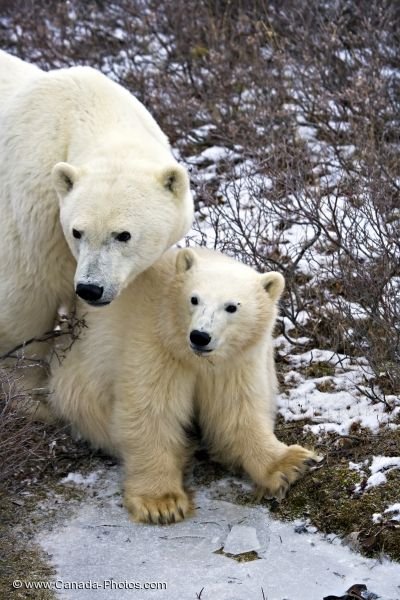 Photo: Mother Polar Bear Protection Hudson Bay Churchill Manitoba