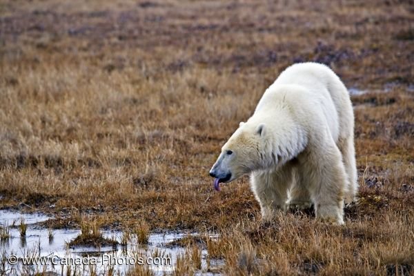 Photo: Polar Bear Water Source Hudson Bay Coastline