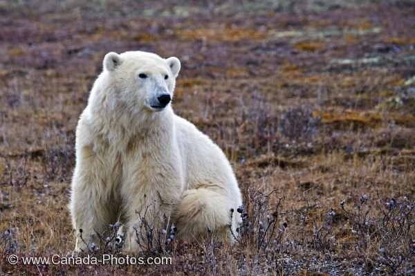 Photo: Posing Polar Bear Barren Tundra Churchill Manitoba