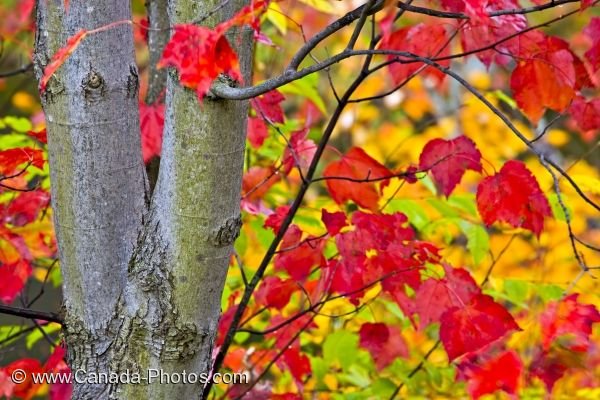 Photo: Red Tree Leaves Autumn Forest Show