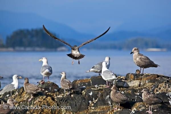 Photo: Seagulls Scenic Weyton Passage British Columbia Coast